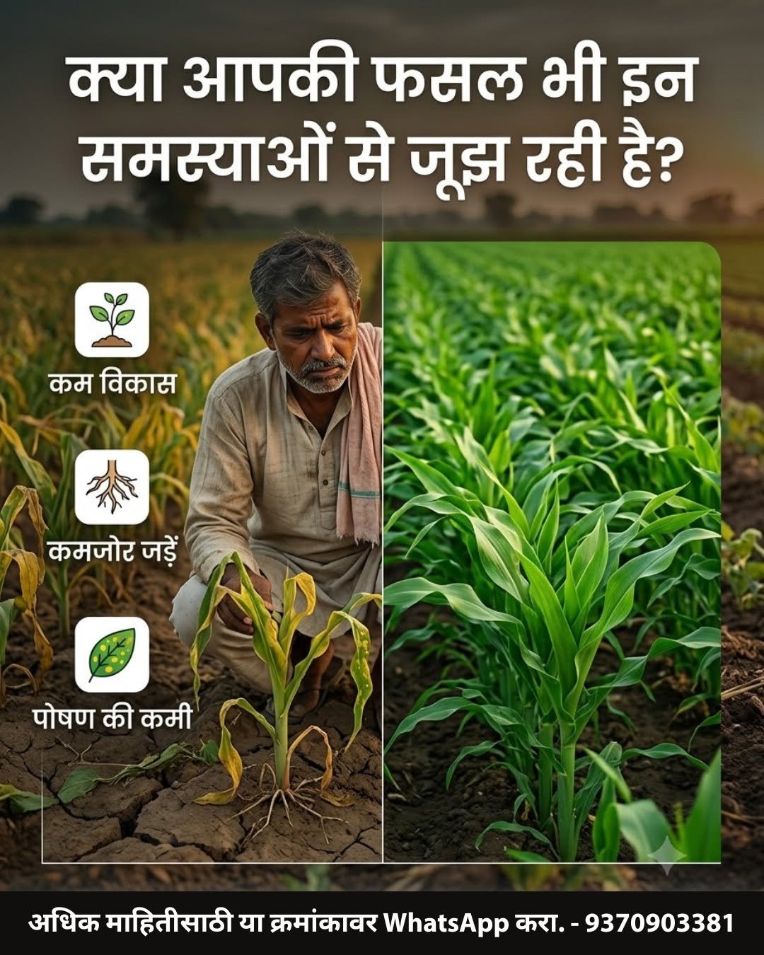 mahafeedfertilizers 게시물 이미지: 🌱 क्या आपकी फसल भी इन समस्याओं का सामना कर रही...