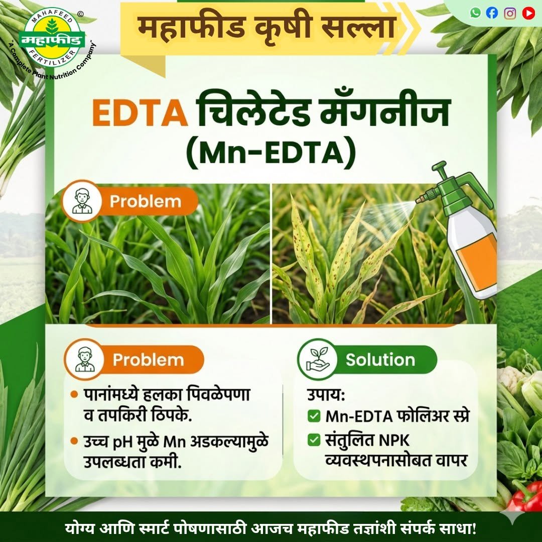 mahafeedfertilizers 게시물 이미지: पानांमध्ये पिवळेपणा आणि तपकिरी ठिपके दिसत आहेत...