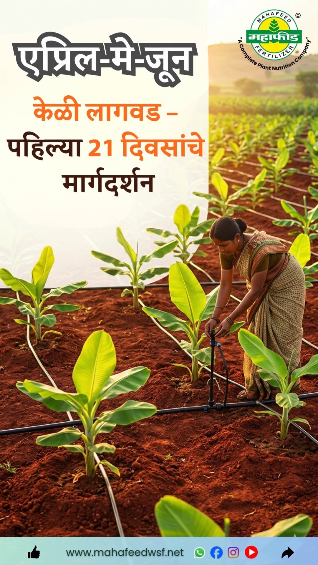 mahafeedfertilizers 게시물 이미지: केळी पीक सुरवातीचे संपूर्ण...