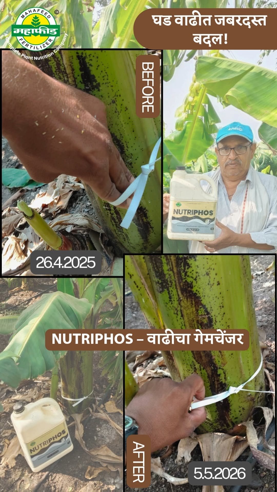 mahafeedfertilizers 게시물 이미지: Nutriphos च्या वापरामुळे
केळीच्या रोपांमध्ये...