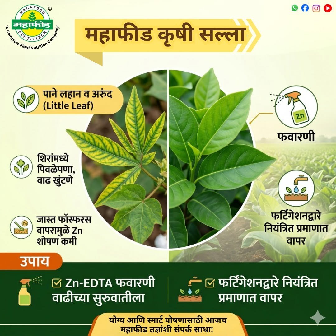 mahafeedfertilizers 게시물 이미지: 🌱 पानं लहान व अरुंद दिसत आहेत?
शिरांमध्ये...
