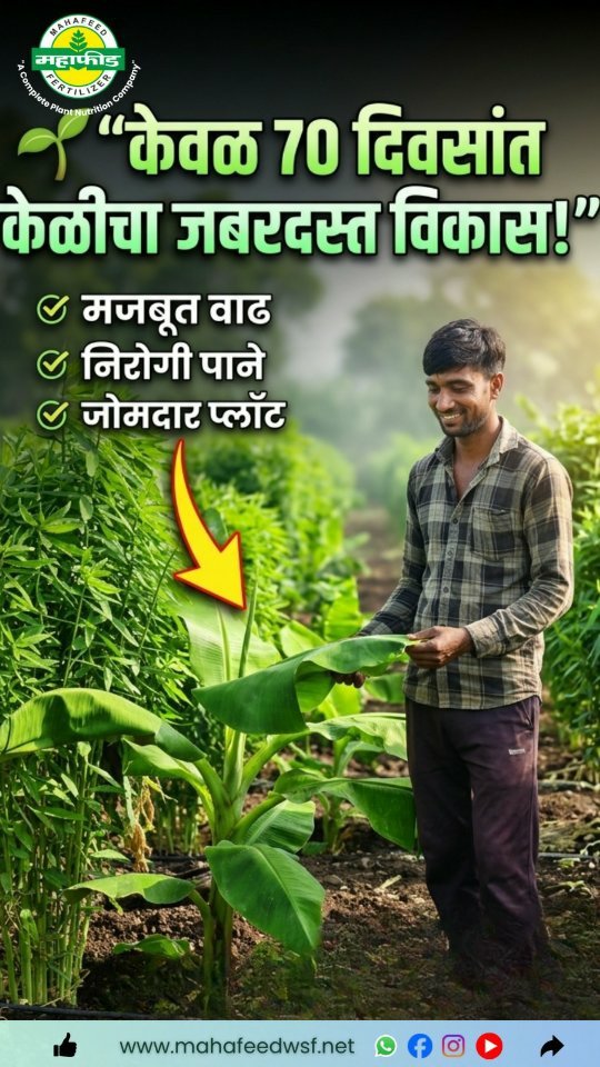 mahafeedfertilizers 게시물 이미지: 🍌 70 दिवसांची केळी – उत्पादनाची मजबूत...