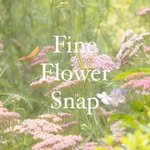 fineflower_snap 프로필 사진