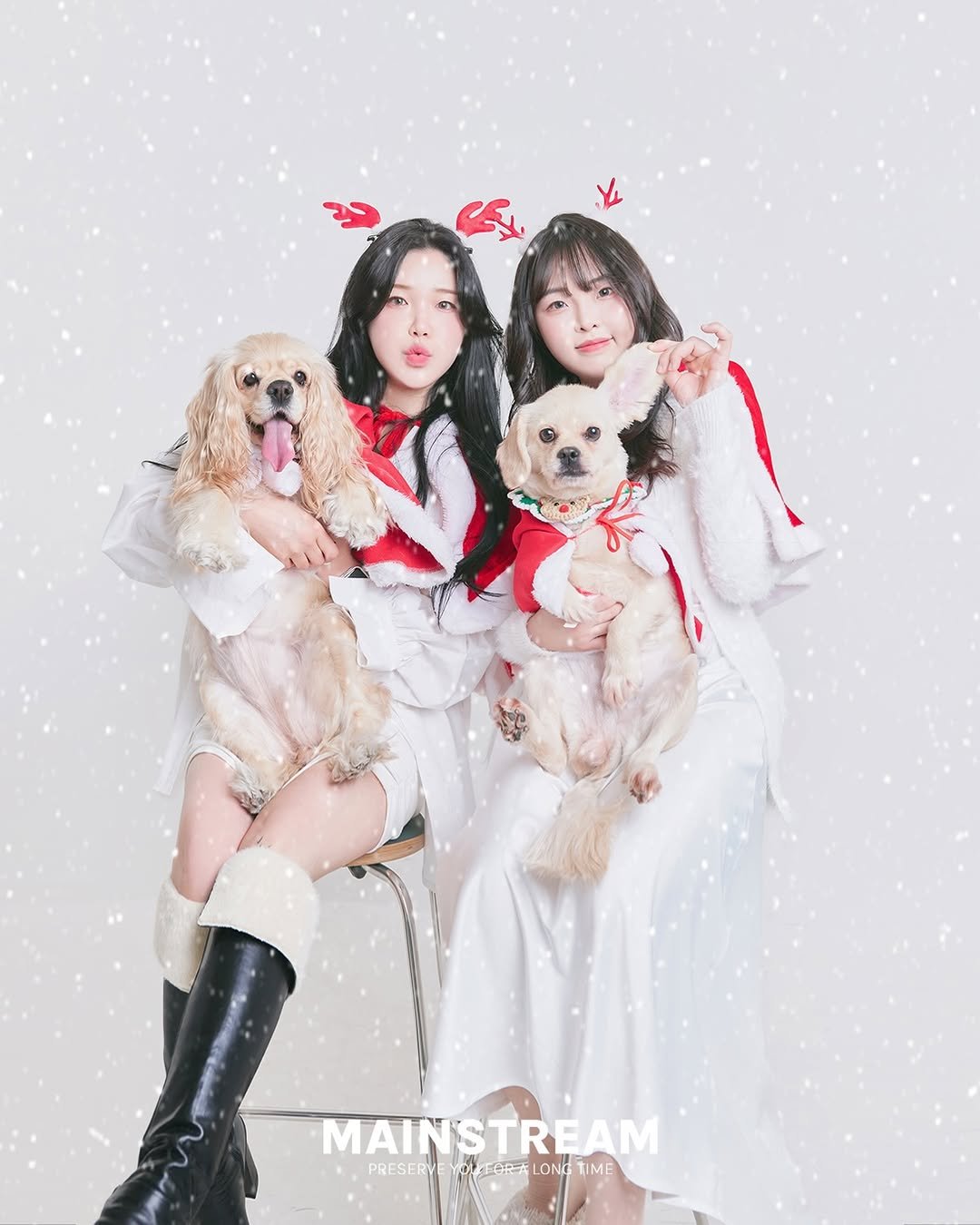 Photo by 메인스트림 스튜디오 | 부산셀프사진관 | 서울셀프사진관 | 광안리셀프사진관 | 홍대셀프사진관 on December 03, 2025. May be an image of cocker spaniel and text that says 'MAINSTREAM TREAM MAINS PRESERYE OE FORAL Fe お LONG MEORLONGTIME ONGTIME IME LONO'.