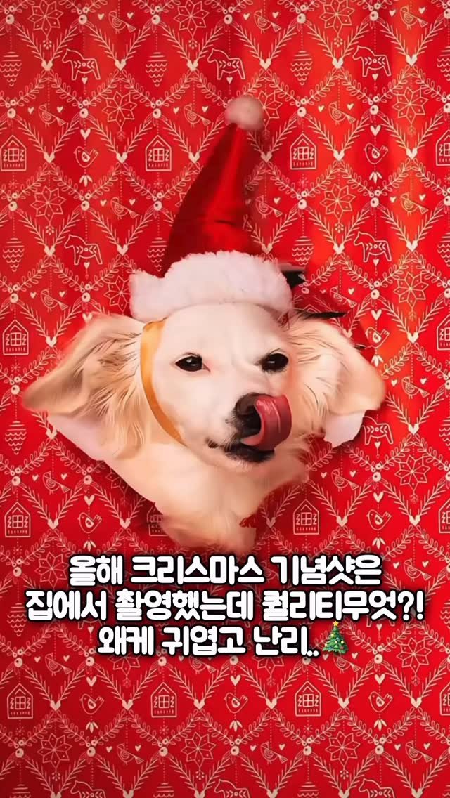 makeroom_mr 게시물 이미지: 스튜디오 안가도되요😍🎄

아니 우리집 댕댕이가
가만히있을까? 싶었는데
진짜...