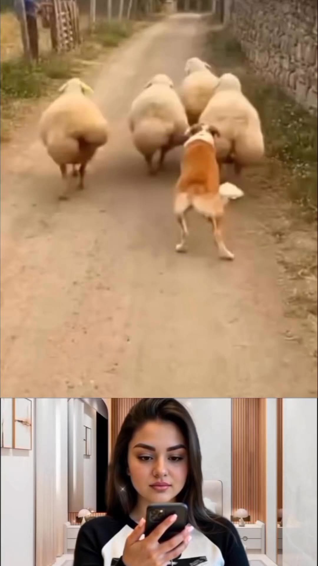 mamasitaavalis1 게시물 이미지: A dog copy to 🐏 ram