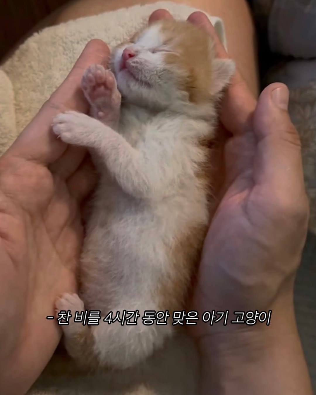 Photo shared by 망구미 | 일상에 도움이 되는 소소한 이야기 on September 23, 2025 tagging @jiwonjang_. May be an image of sleeping, kitten, tortoiseshell cat and text that says '-찬비를 비를 4시간 동안 맞은 아기 고양이'.