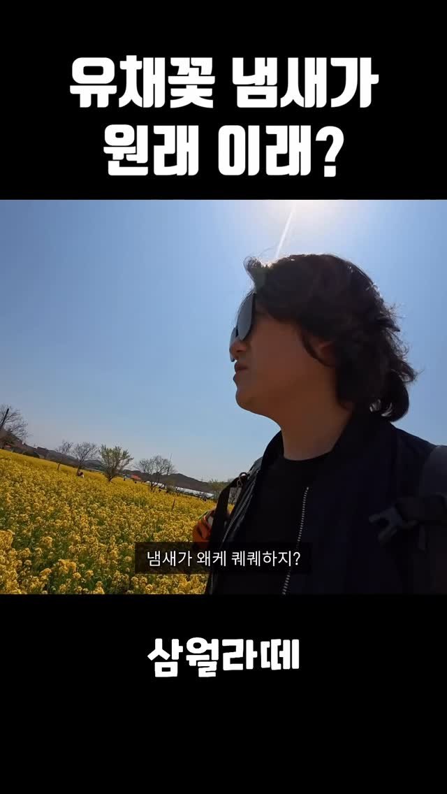 marchgraphy 게시물 이미지: 차마 유채꽃 향기라고 말할 수 없었어요

__________
#삼척여행 #유채꽃축제...