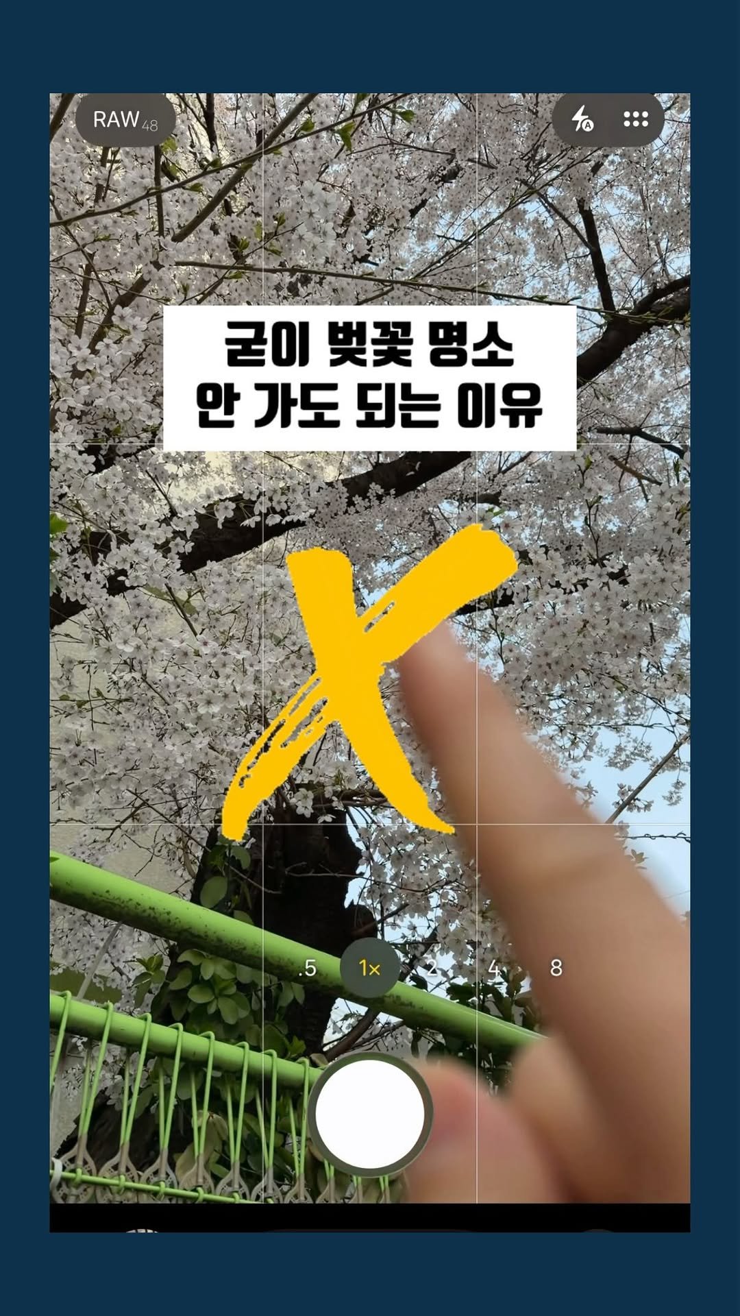 marchgraphy 게시물 이미지: “동네에 피어있는 벚꽃도” 

여느 명소에 피어있는 벚꽃과 똑같이 예뻐요

제...