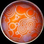 nile.red 프로필 사진