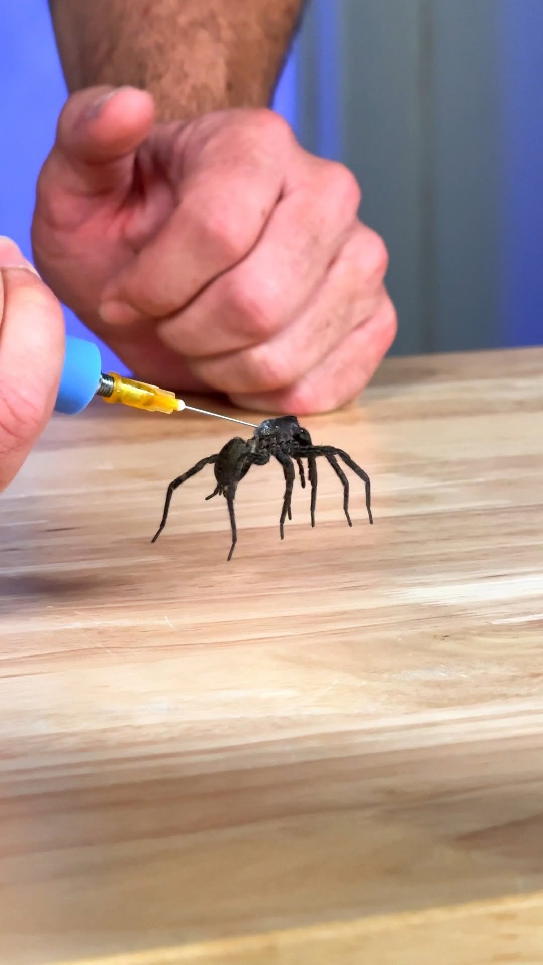 markrober 게시물 이미지: How Do Spider Legs Actually Work?