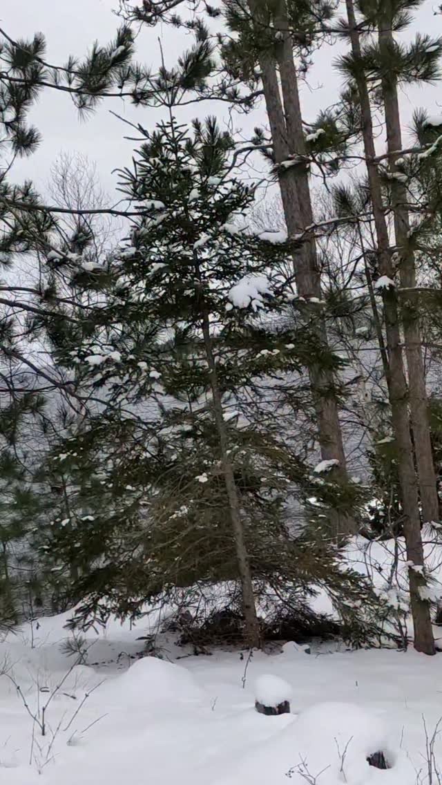 markxhogben 게시물 이미지: Dog is happy with the first snow 🌨️