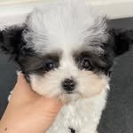 gaevengers_poodle 프로필 사진