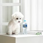 petwater_greenus 프로필 사진