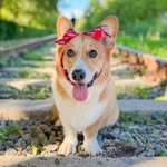 corgi__riki 프로필 사진