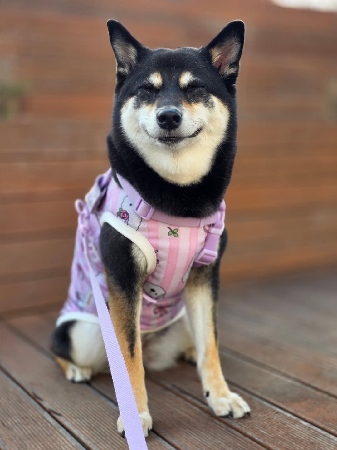 Photo by 장마루 on July 20, 2025. May be an image of dog and text.