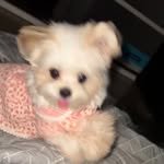 mr.chuvely 프로필 사진