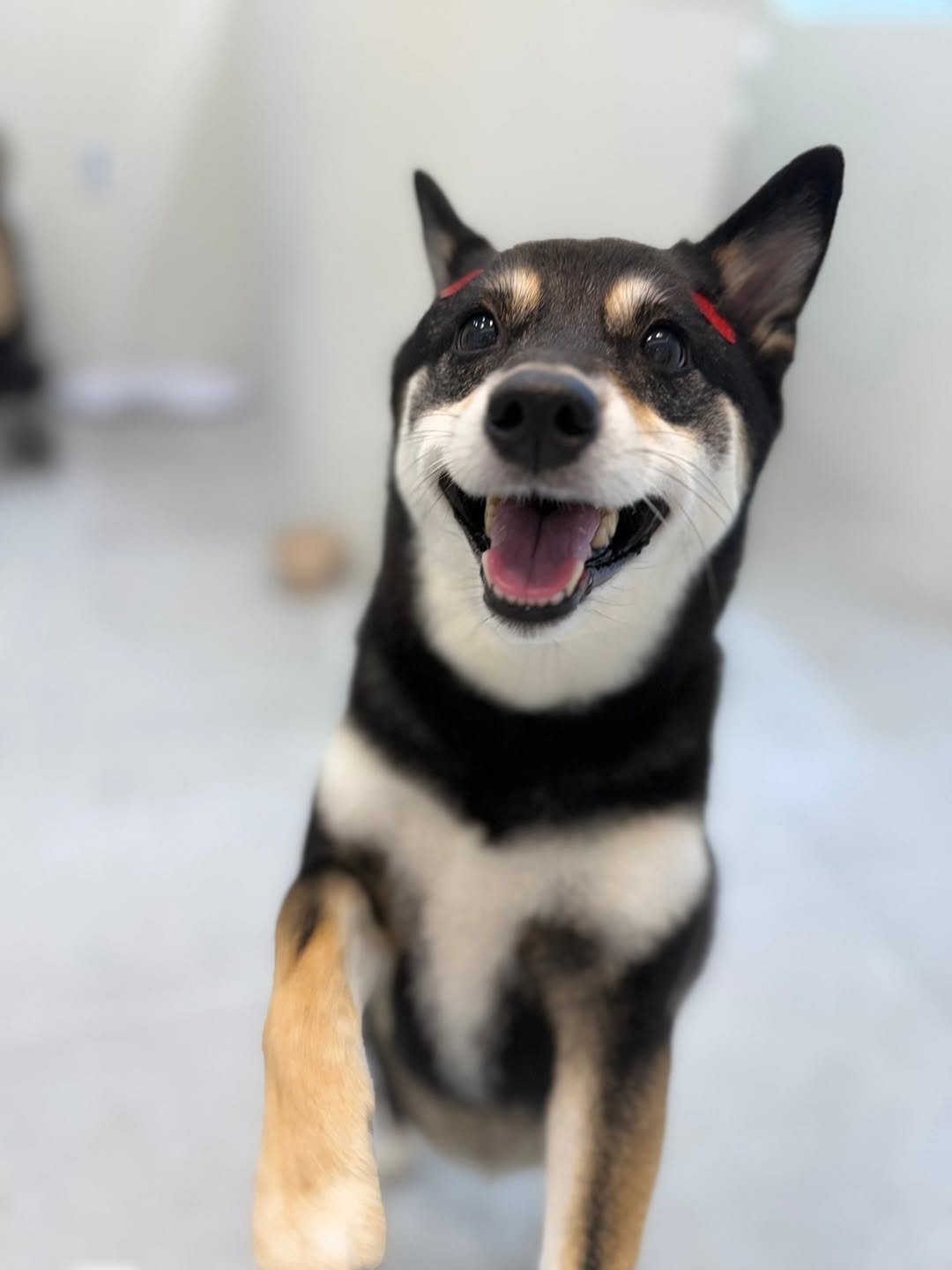 Photo by 장마루 on July 17, 2025. May be an image of dog and text.