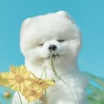 pomewinter_ 프로필 사진