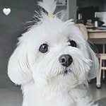 chorong_v_v 프로필 사진