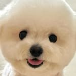 bichon_owol 프로필 사진