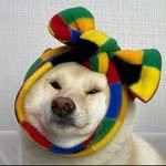 shiba_jeolmi 프로필 사진
