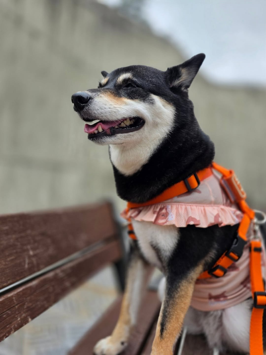 Photo by 장마루 on July 07, 2025. May be an image of dog and text.