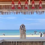 yool.moo_cocker 프로필 사진