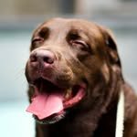 singdog_onyou 프로필 사진