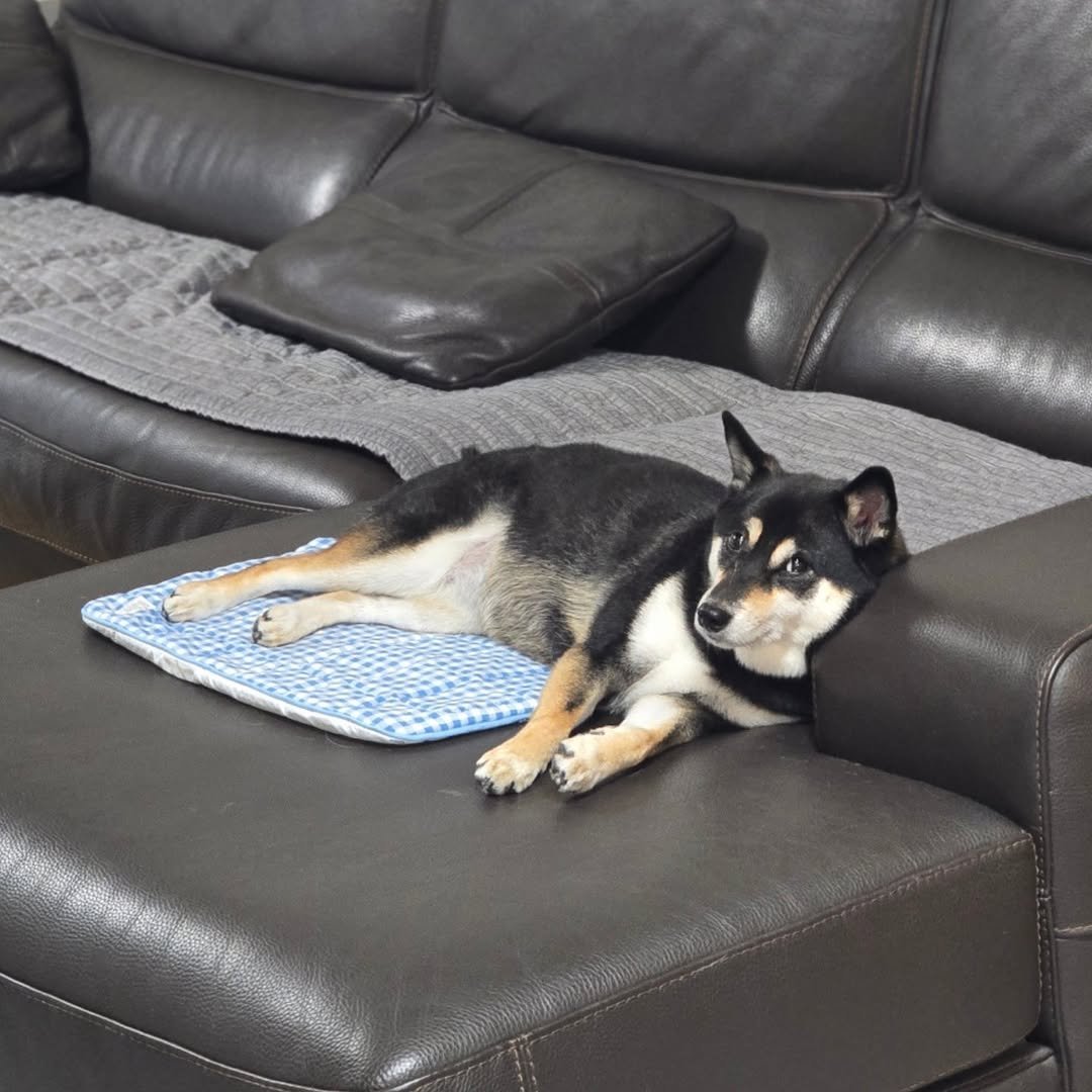Photo by 장마루 on July 10, 2025. May be an image of futon and text.