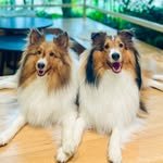 sheltie_yangbam 프로필 사진