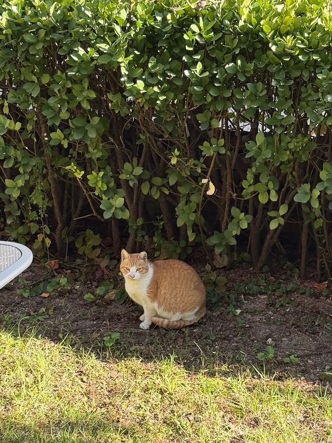 Photo by 은지 on December 12, 2025. May be an image of kitten and text.