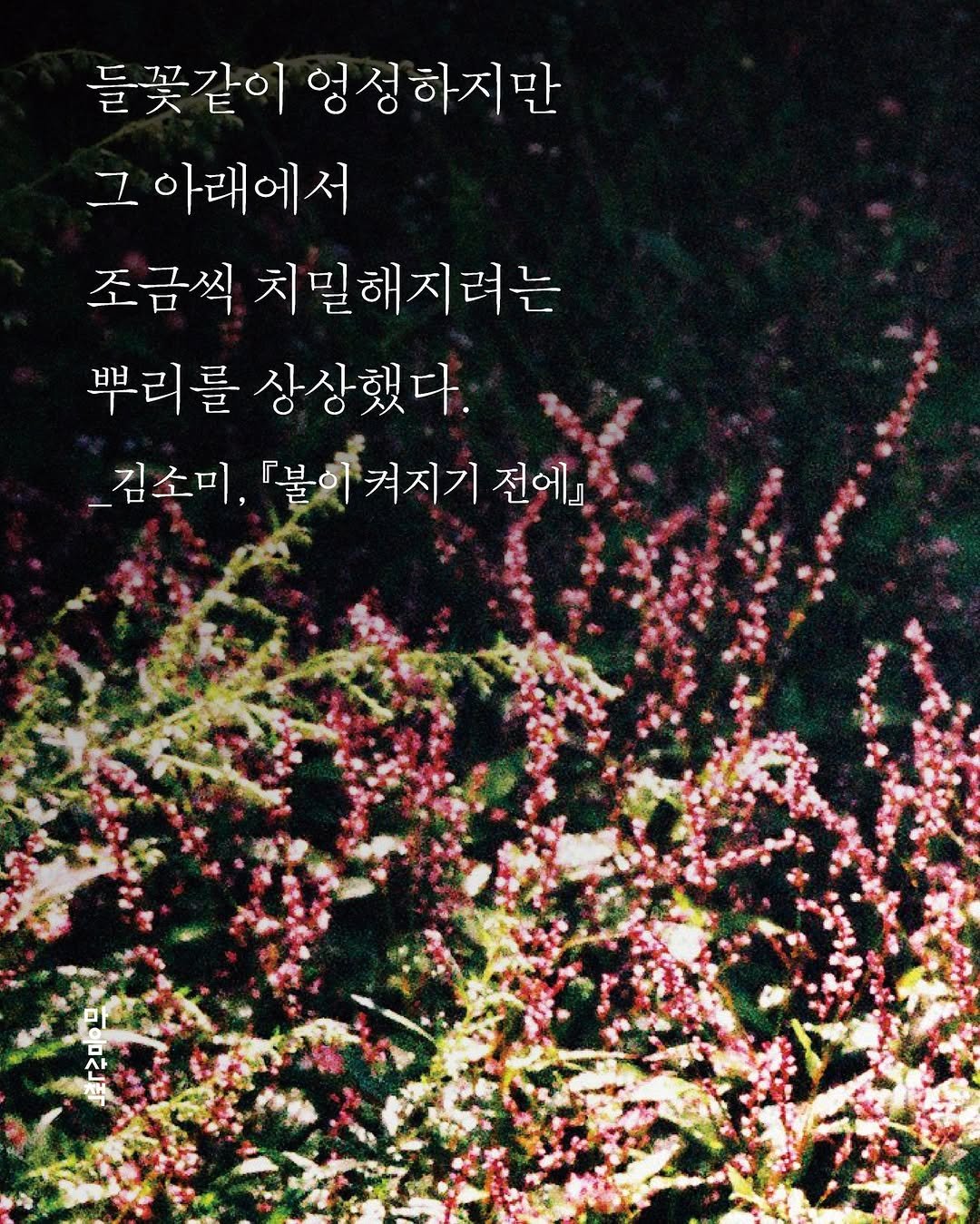 Photo by 마음산책 on September 24, 2025. May be an image of baby's-breath, globe amaranth, amaranth and text that says '들꽃같이 엉성하지만 그 아래에서 조금씩 치밀해지려는 뿌리를 상상했다. 김소미, 김소미,불히켜지기전에 『불이 켜지기 전에』 사 ΧΗ یلم'.