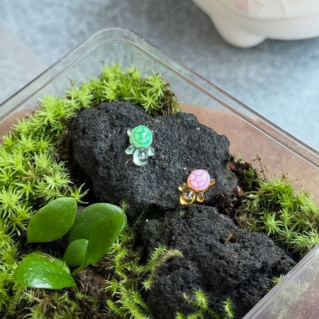 Photo by 맥시멀그린 식물가게 & 테라리움 on December 02, 2025. May be an image of mistletoe cactus.