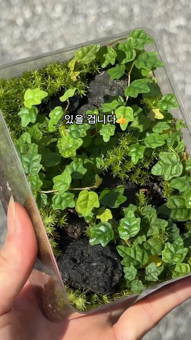 maximal_green_ 게시물 이미지: 저도 이끼 키우기 전에는
그저 음습한 친구들인 줄만 알았어요🙌

오히려 해가 들지...