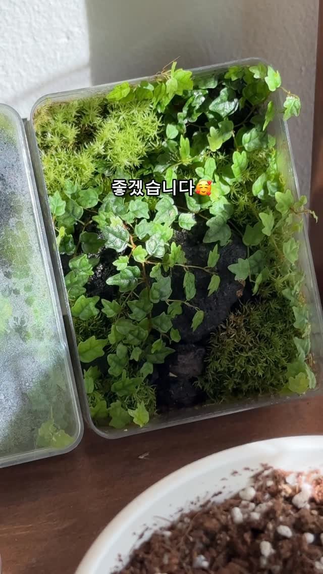 maximal_green_ 게시물 이미지: 예전에 제가 애기모람을 테라리움에
넣었다가 죽였던 이유도 이 것과 같았죠🥹

그래서...