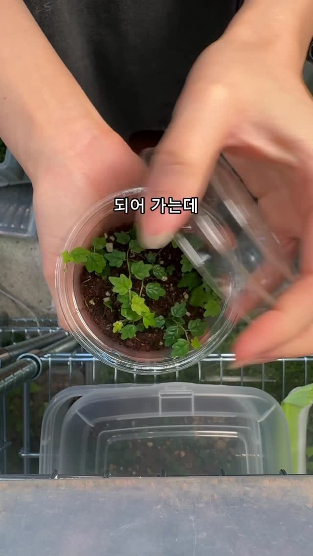 maximal_green_ 게시물 이미지: 한 달 마다 남겨보는 모람이 변천사 (?)
맨날 들여다보니까 이제는 자란건지...