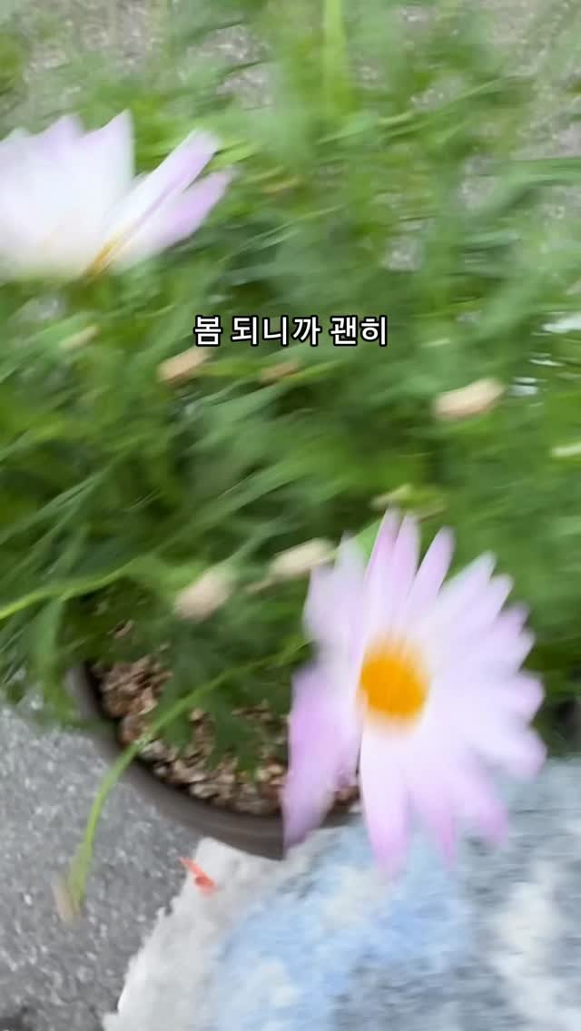 maximal_green_ 게시물 이미지: 찐으루 행복한 식집사 모먼트 🤤...
예쁜 식물 예쁘게 분갈이해서 집에 들이기...