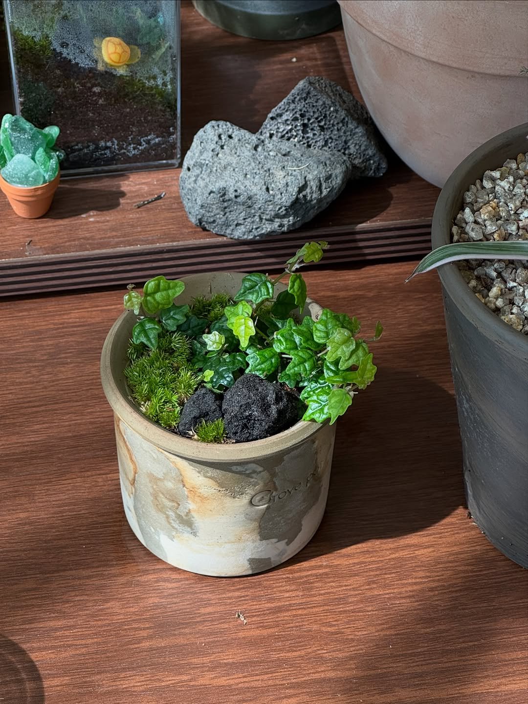 Photo by 맥시멀그린 식물가게 & 테라리움 on April 01, 2026. May be an image of flower pot, mistletoe cactus and text.