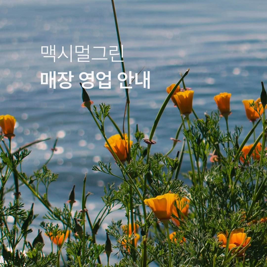 Photo by 맥시멀그린 식물가게 & 테라리움 on August 31, 2025. May be an image of text that says '맥시멀그린 매장 영업 안내 さ'.