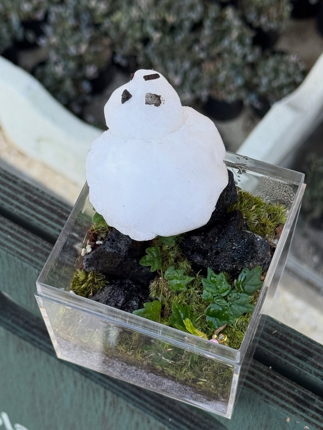 Photo by 맥시멀그린 식물가게 & 테라리움 on December 04, 2025. May be an image of snowman.
