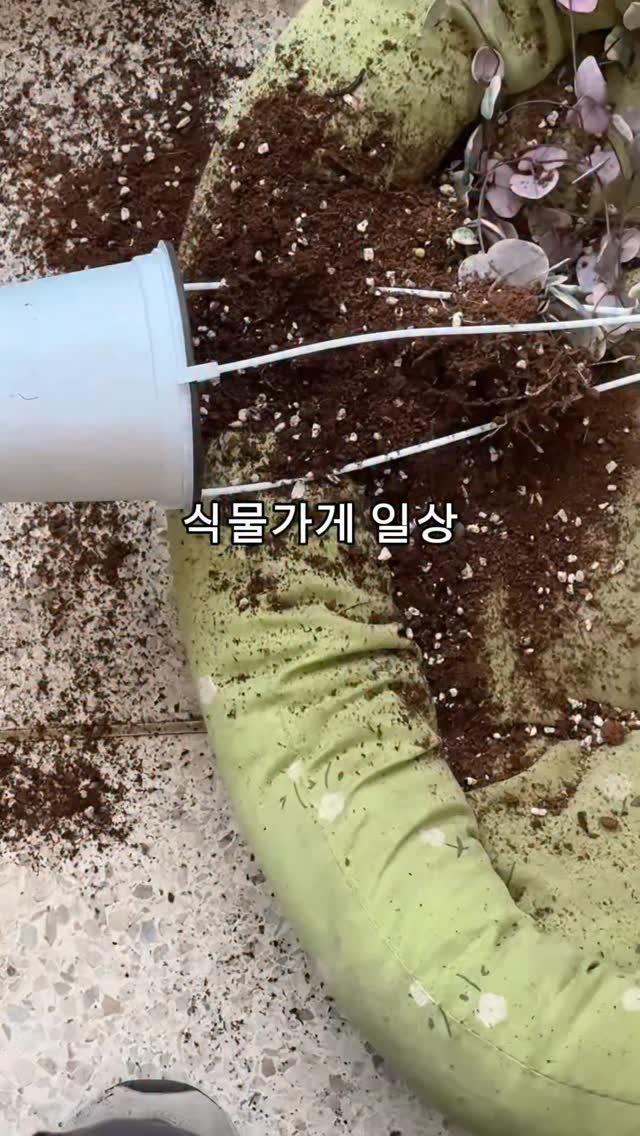 maximal_green_ 게시물 이미지: 헤헷. .⭐️ 맨날 화분 떨구는 식집사님 손🙌
도대체 화분은 왜 자꾸 미끄러지는...