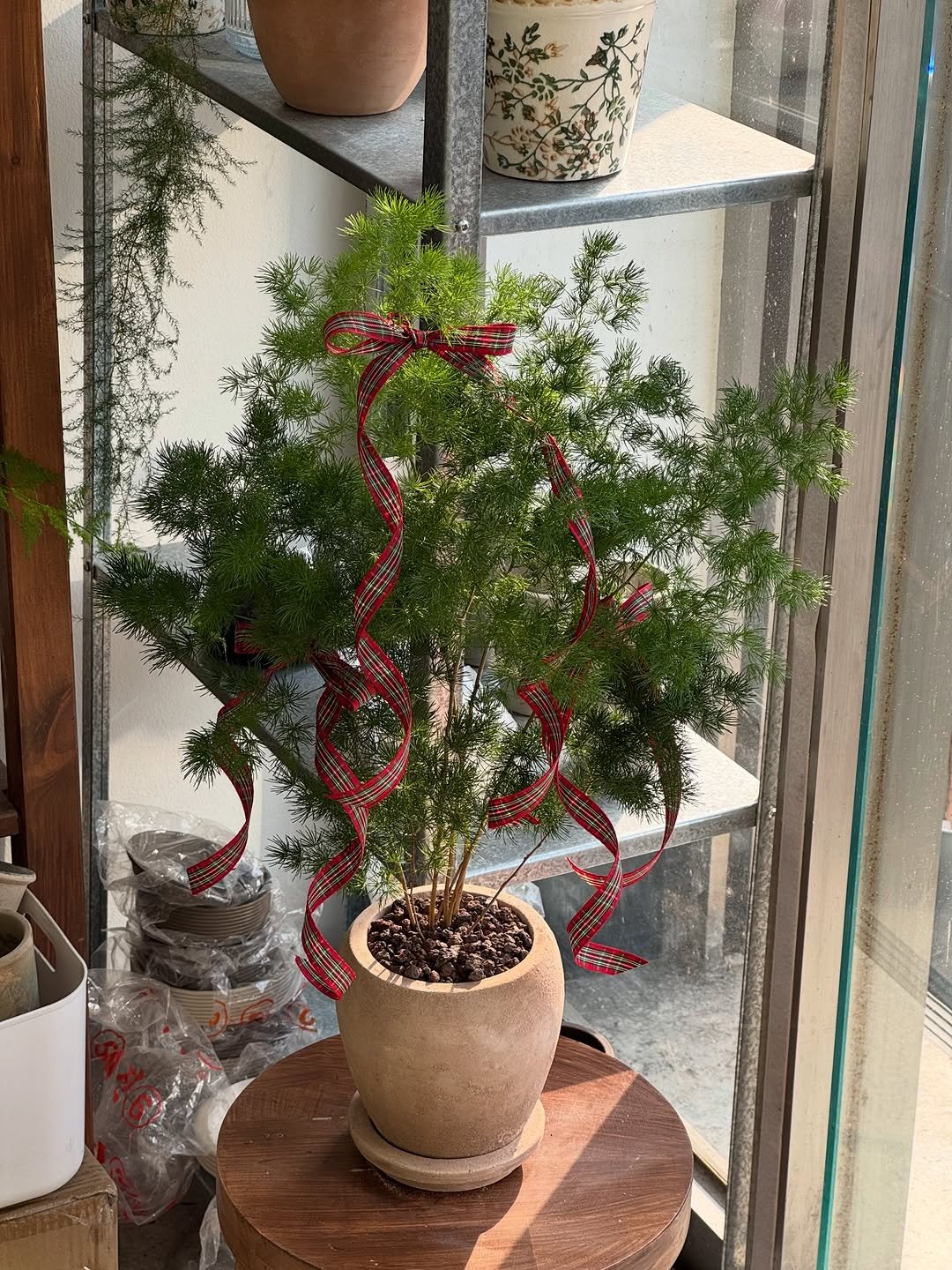 Photo by 맥시멀그린 식물가게 & 테라리움 on December 09, 2025. May be an image of mistletoe cactus, tree and text.