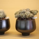 deep_garden_ 프로필 사진