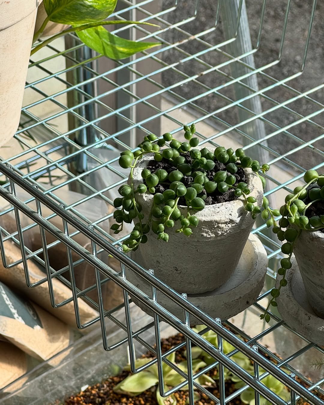 Photo by 맥시멀그린 식물&테라리움 on July 31, 2025. May be an image of cold frame, house plant, ivy and text.