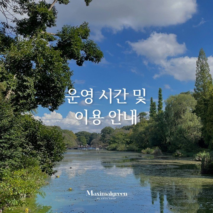 Photo by 맥시멀그린 식물&테라리움 on May 29, 2024.