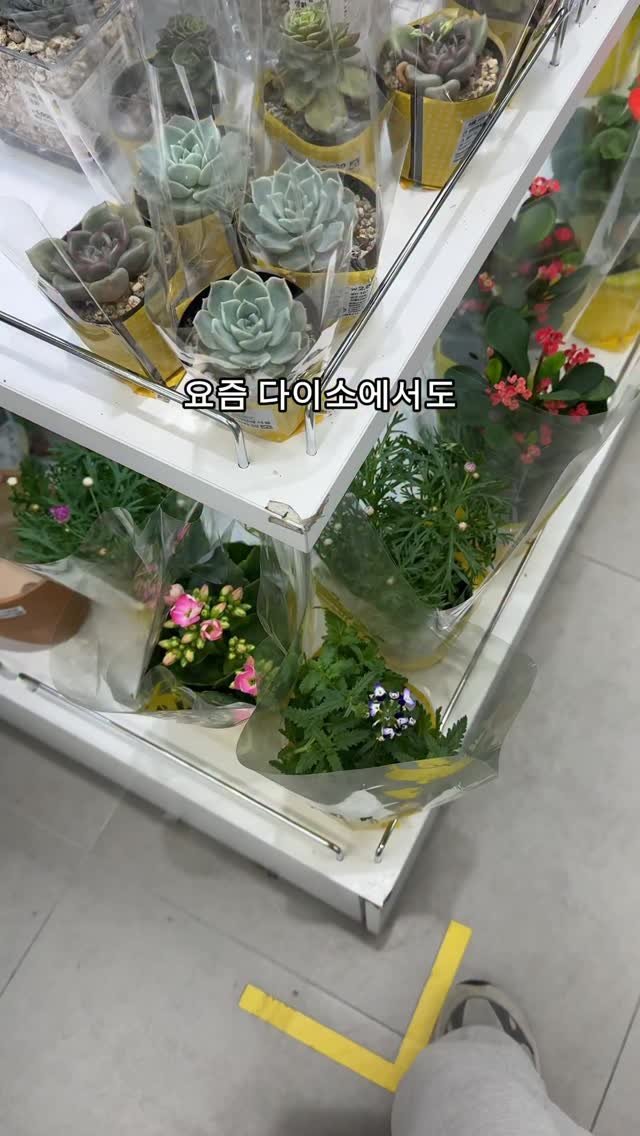 maximal_green_ 게시물 이미지: 다음에 식물 많이 들어온 날 가면 
꼭 다시 제대로 소개해...