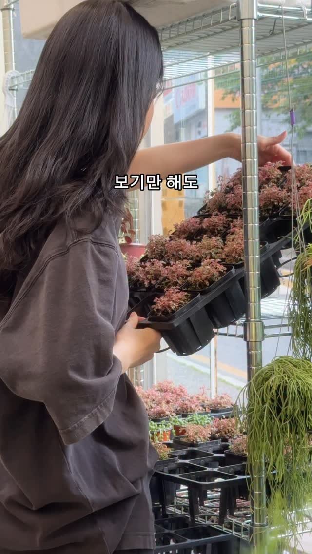 maximal_green_ 게시물 이미지: 아니 식물 이름을 말 안했네요 .,,,,
‘여우구슬’이라고 불리는 식물입니다...