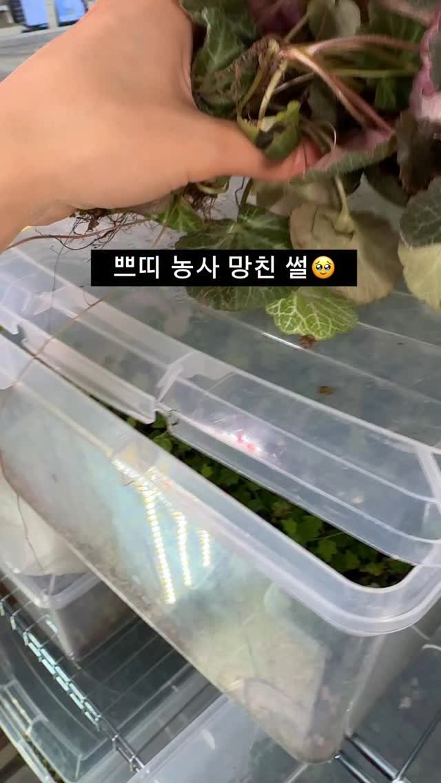 maximal_green_ 게시물 이미지: 처음 발견했을 땐 야쿠시마 바위취만큼 작아서
일반 바위취라고 생각도...
