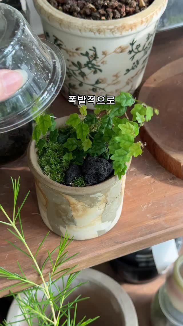 maximal_green_ 게시물 이미지: 볼품 없게 매장 한구석에서
이상한 뚜껑 쓰고 있었던 모람이..😌ㅋㅋ

예쁘게 잘...
